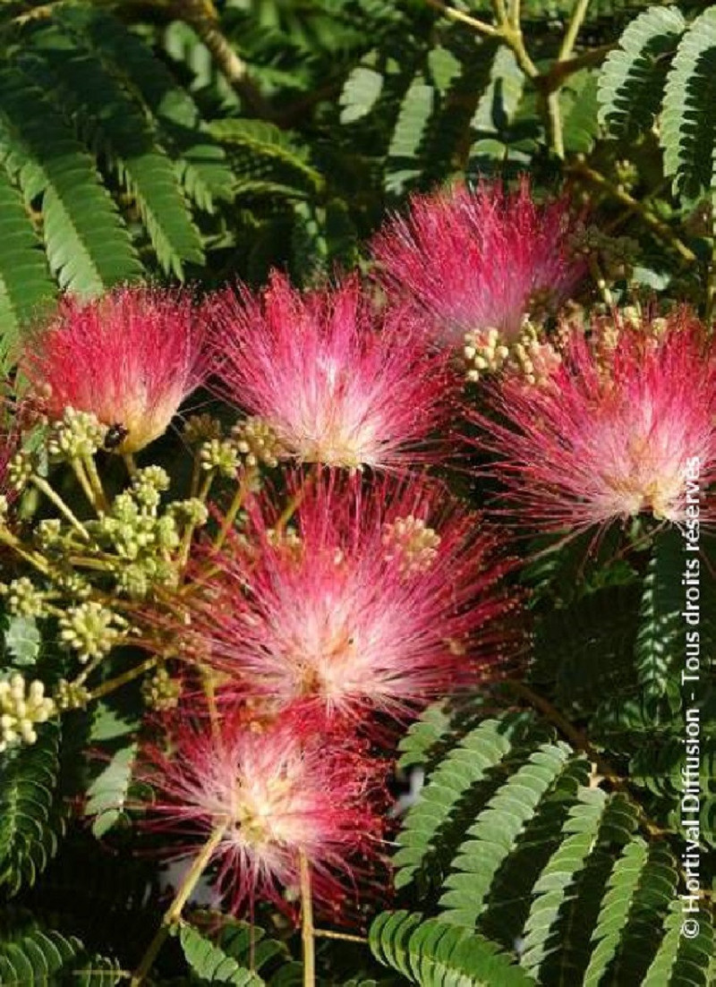 arbre-a-soie-ombrella-albizia-julibrissin-ombrella.jpg