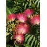 ALBIZIA julibrissin OMBRELLA