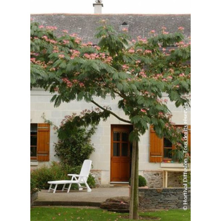 ALBIZIA julibrissin OMBRELLA (Arbre de soie ou Acacia de Constantinople)