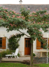 arbre-a-soie-ombrella-albizia-julibrissin-ombrella-2.jpg