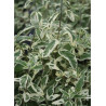 CARYOPTERIS clandonensis WHITE SURPRISE (Barbe bleue)