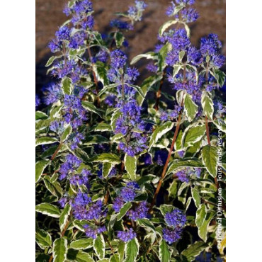 CARYOPTERIS clandonensis WHITE SURPRISE (Barbe bleue)