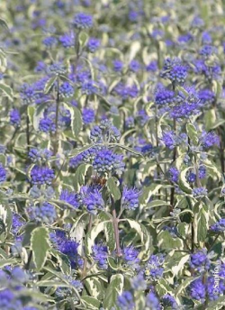 CARYOPTERIS clandonensis WHITE SURPRISE