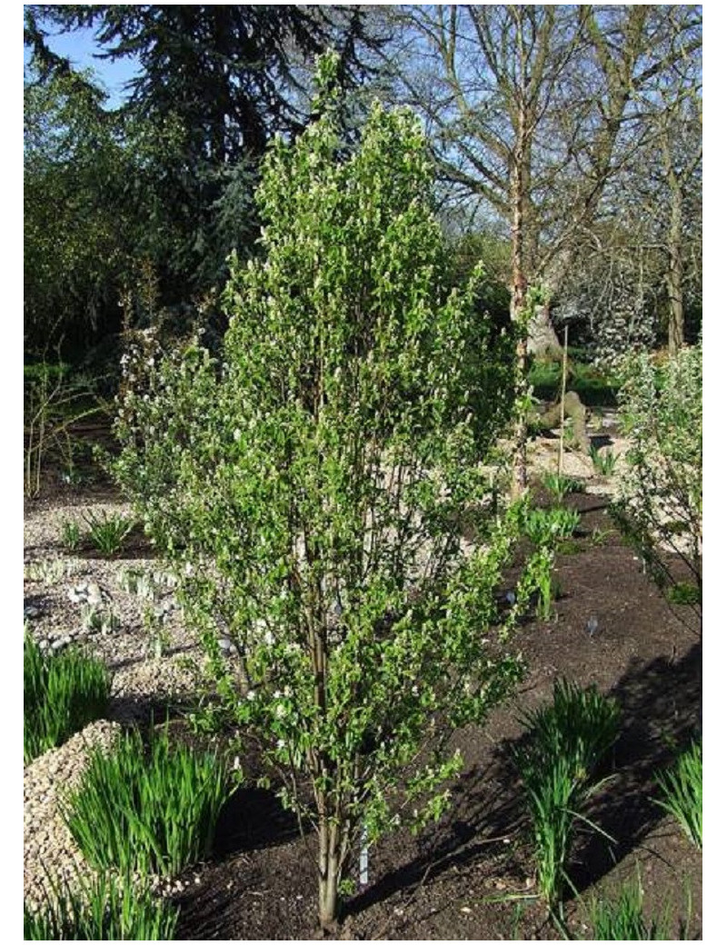 AMELANCHIER alnifolia OBELISK cov (Amélanchier à feuilles d'aulne Obelisk)