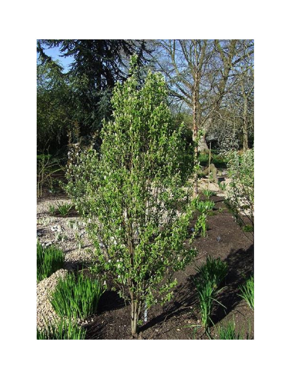 AMELANCHIER alnifolia OBELISK