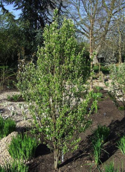 AMELANCHIER alnifolia OBELISK