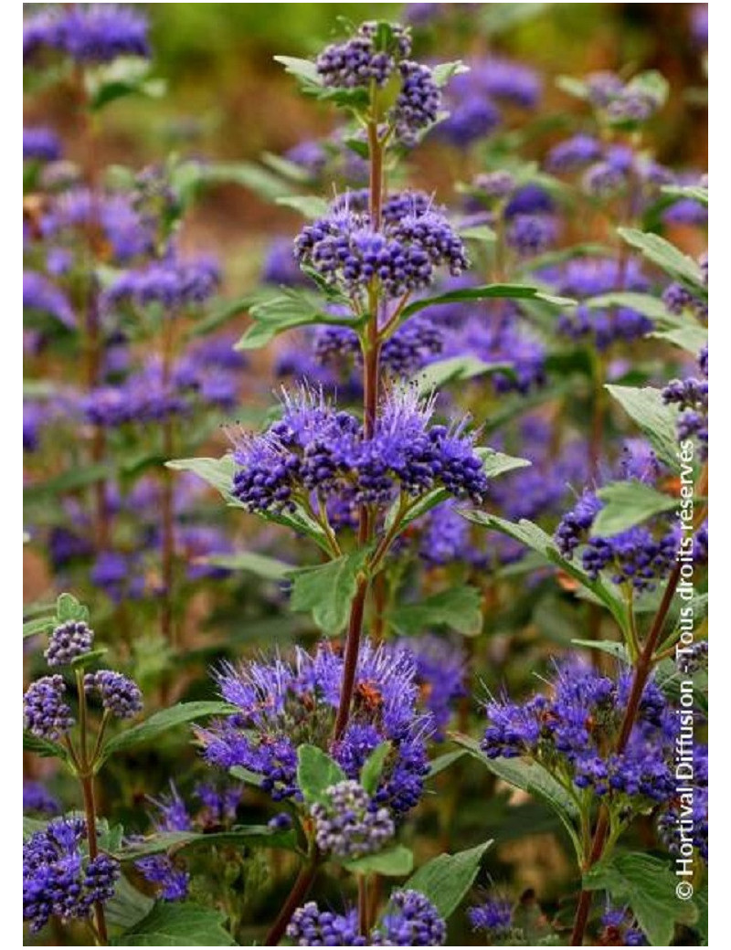 CARYOPTERIS clandonensis GRAND BLEU® (Barbe bleue)