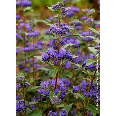 CARYOPTERIS clandonensis GRAND BLEU® (Barbe bleue)