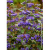 CARYOPTERIS clandonensis GRAND BLEU® (Barbe bleue)