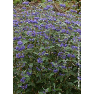 CARYOPTERIS clandonensis GRAND BLEU® (Barbe bleue)