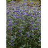 CARYOPTERIS clandonensis GRAND BLEU® (Barbe bleue)