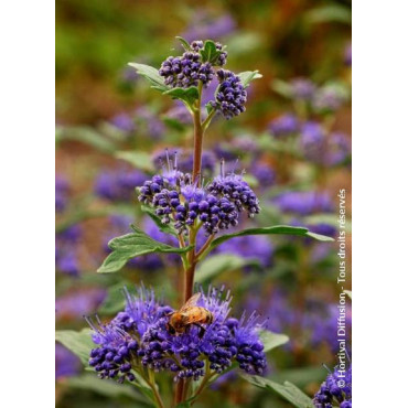 CARYOPTERIS clandonensis GRAND BLEU® (Barbe bleue)