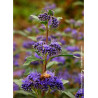 CARYOPTERIS clandonensis GRAND BLEU® (Barbe bleue)