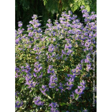 CARYOPTERIS clandonensis GRAND BLEU® (Barbe bleue)