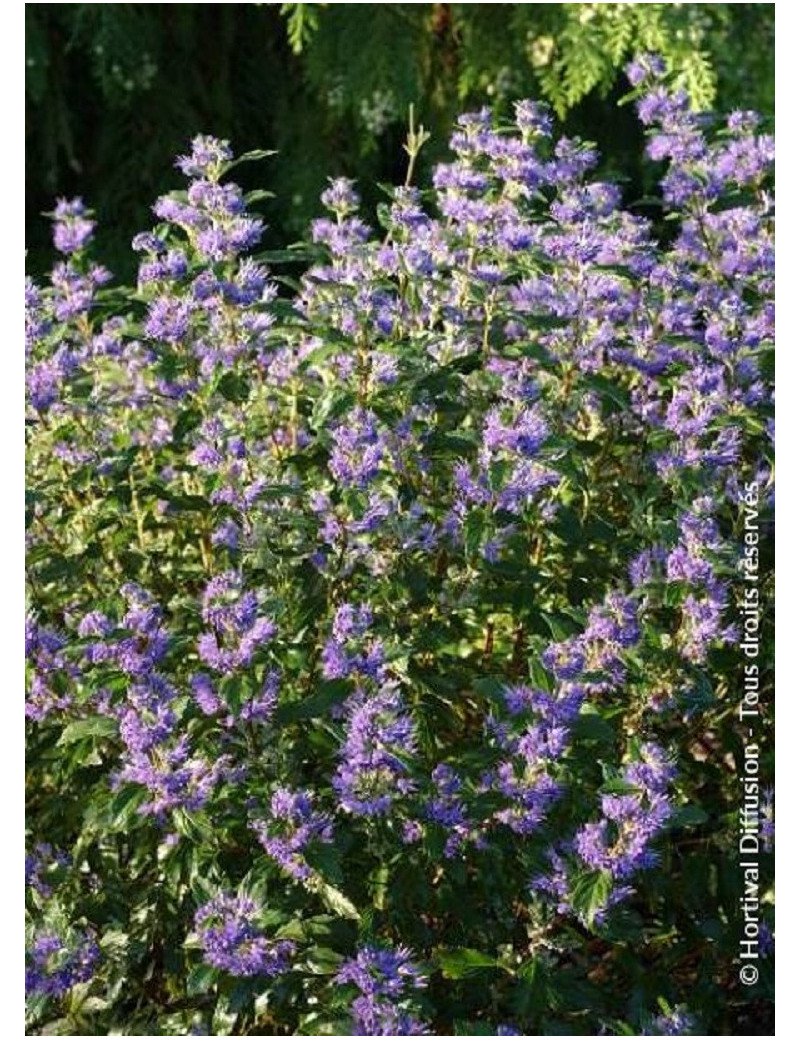 Bartblume 'Grand Bleu' - Bienenfreundliche Staude Mit Tiefblauen Blüten