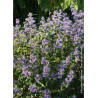 CARYOPTERIS clandonensis GRAND BLEU® (Barbe bleue)