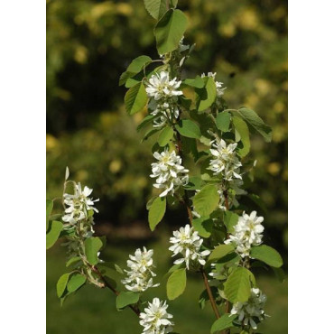 AMELANCHIER alnifolia OBELISK cov (Amélanchier à feuilles d'aulne Obelisk)