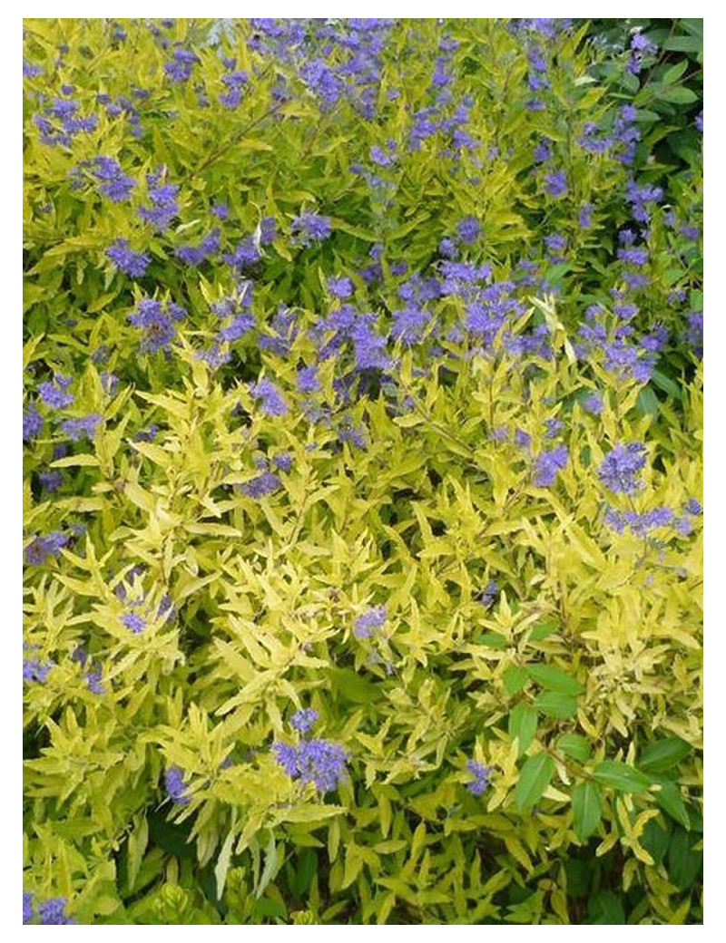 CARYOPTERIS clandonensis WORCESTER GOLD (Barbe bleue)