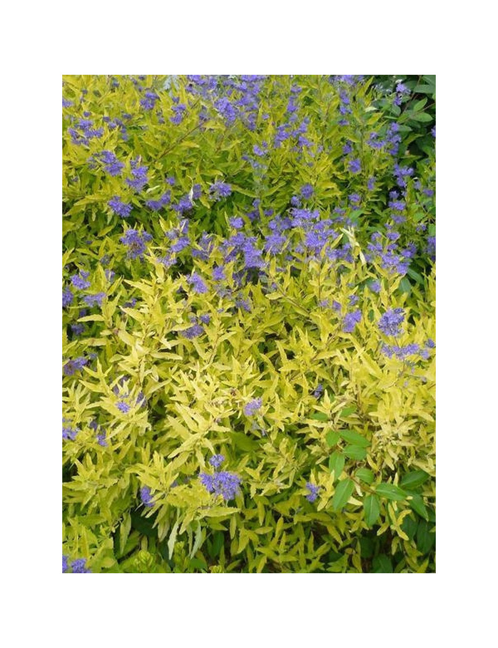 CARYOPTERIS clandonensis WORCESTER GOLD