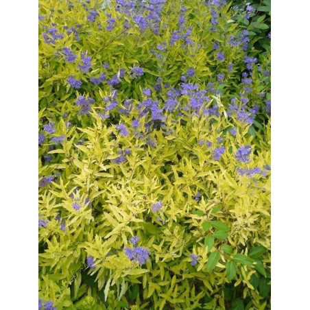 CARYOPTERIS clandonensis WORCESTER GOLD (Barbe bleue)