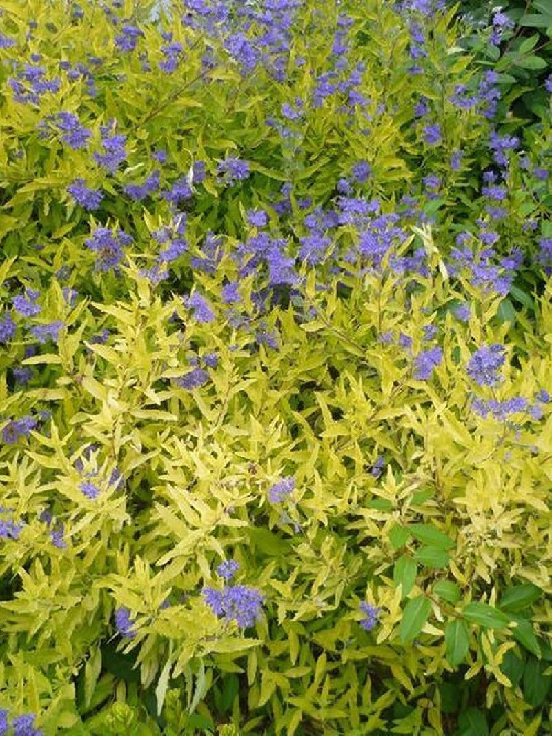 CARYOPTERIS clandonensis WORCESTER GOLD