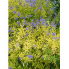 CARYOPTERIS clandonensis WORCESTER GOLD (Barbe bleue)