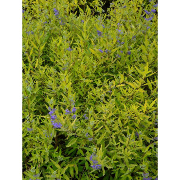 CARYOPTERIS clandonensis WORCESTER GOLD (Barbe bleue)