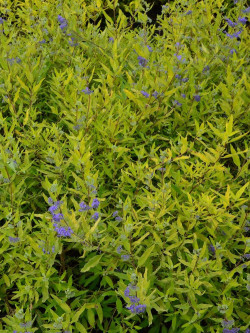 CARYOPTERIS clandonensis WORCESTER GOLD