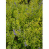 CARYOPTERIS clandonensis WORCESTER GOLD (Barbe bleue)