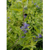 CARYOPTERIS clandonensis WORCESTER GOLD (Barbe bleue)