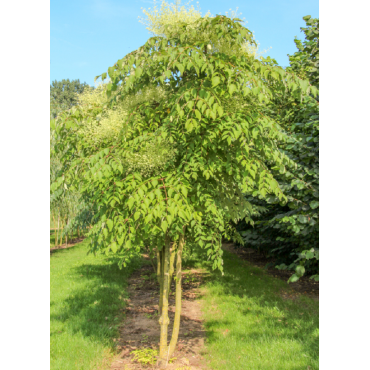 ARALIA elata (Angélique en arbre du Japon)