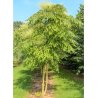 ARALIA elata (Angélique en arbre du Japon)