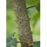 ARALIA elata (Angélique en arbre du Japon)