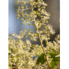 ARALIA elata (Angélique en arbre du Japon)