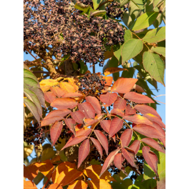 ARALIA elata (Angélique en arbre du Japon)