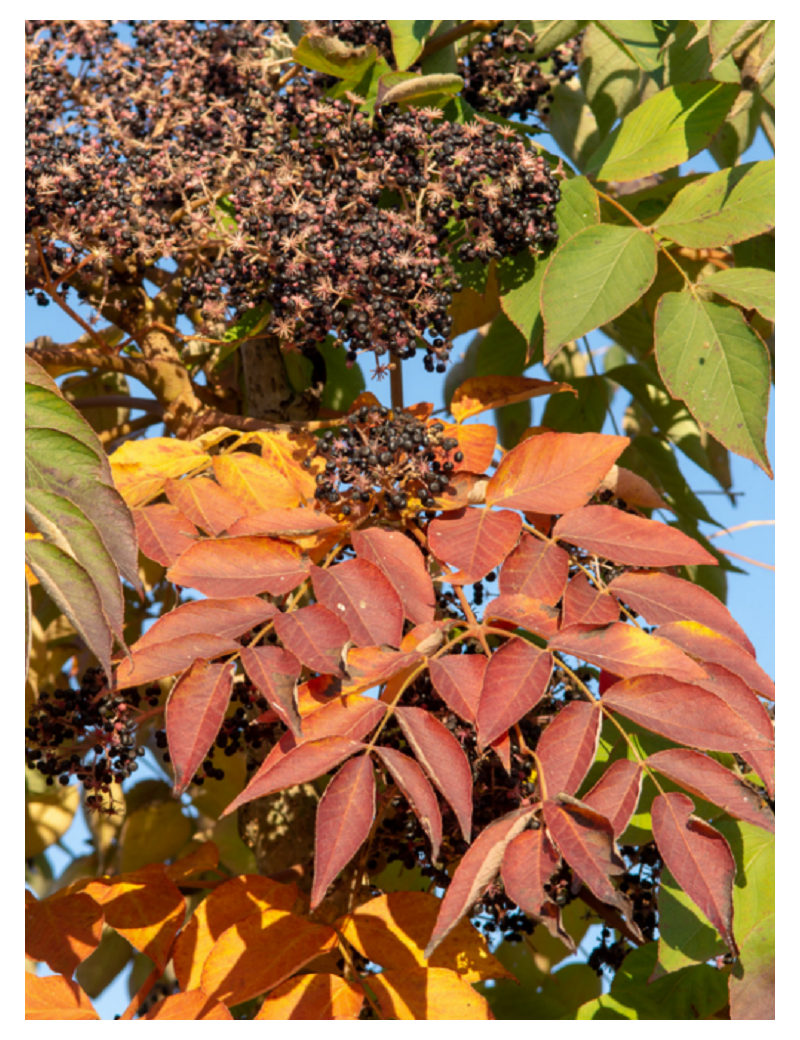 ARALIA elata (Angélique en arbre du Japon)