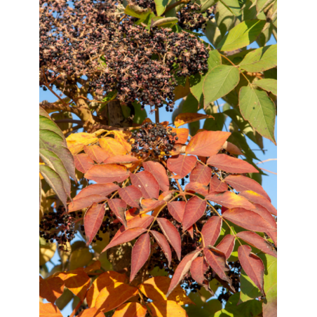 ARALIA elata (Angélique en arbre du Japon)