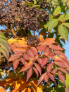 aralie-du-japon-aralia-elata.jpg