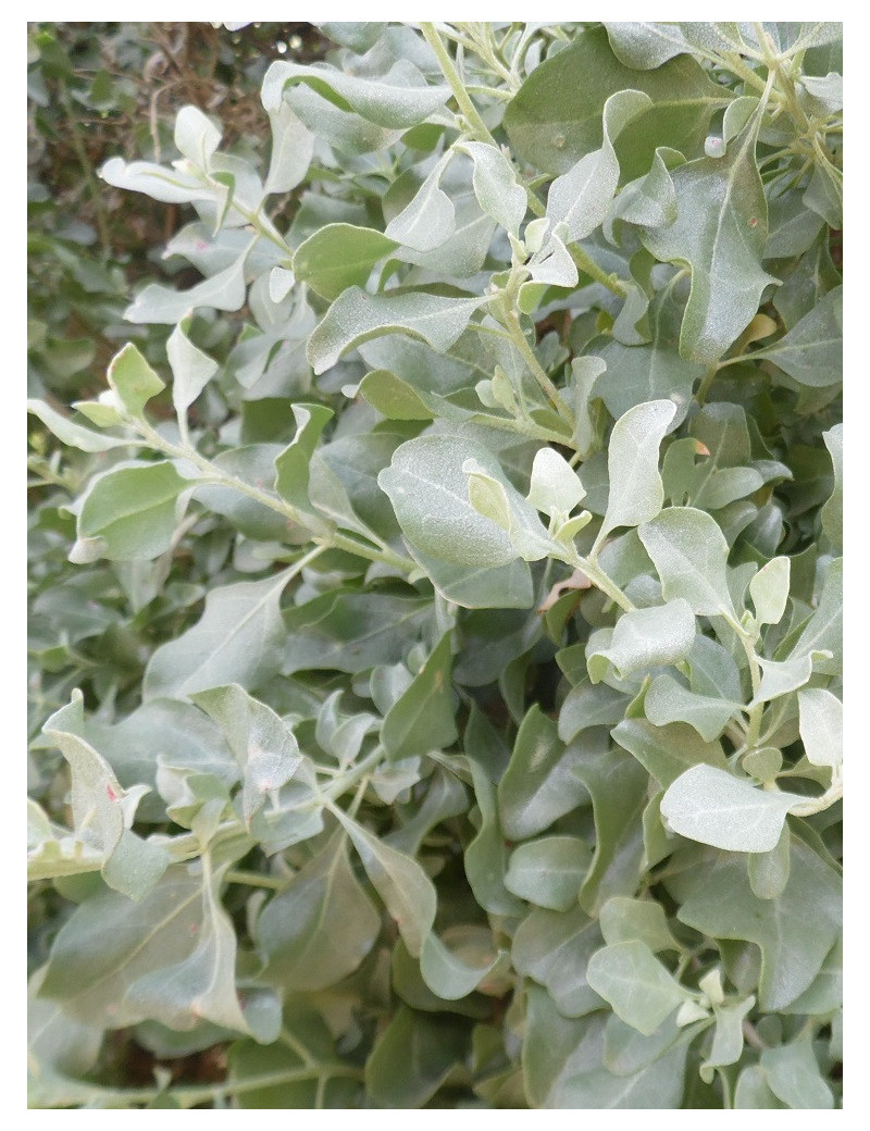 ATRIPLEX halimus ATRIPLEX halimus