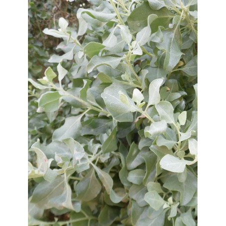 ATRIPLEX halimus (Pourpier de mer, épinard de mer, arroche, arroche maritime)