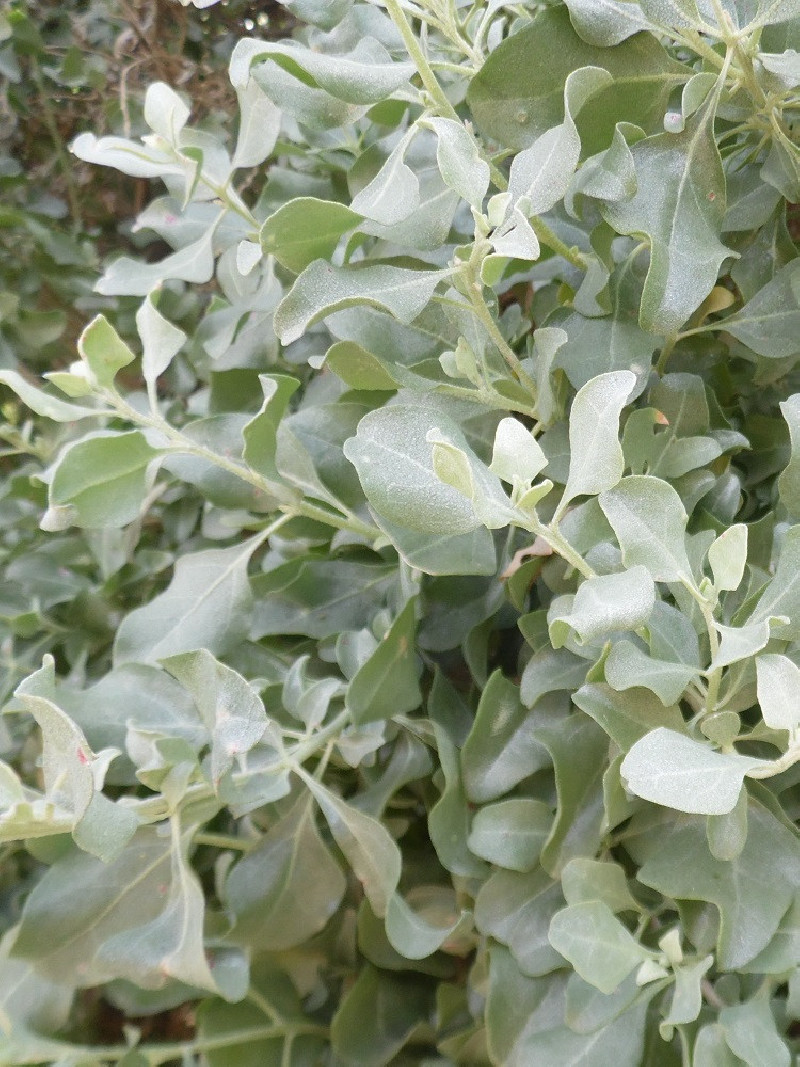 arroche-halime-atriplex-halimus.jpg