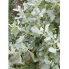 ATRIPLEX halimus
