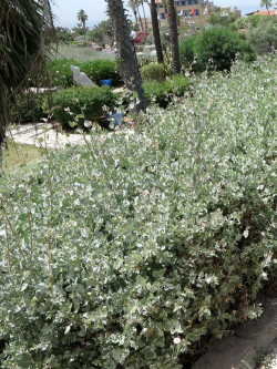 arroche-halime-atriplex-halimus-3.jpg