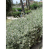 ATRIPLEX halimus