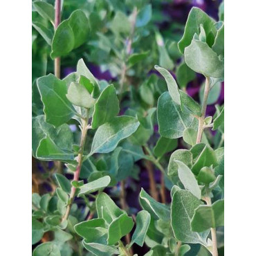 ATRIPLEX halimus (Pourpier de mer, épinard de mer, arroche, arroche maritime)