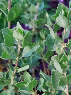 arroche-halime-atriplex-halimus-2.jpg