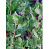 ATRIPLEX halimus