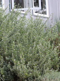 arroche-halime-atriplex-halimus-1.jpg