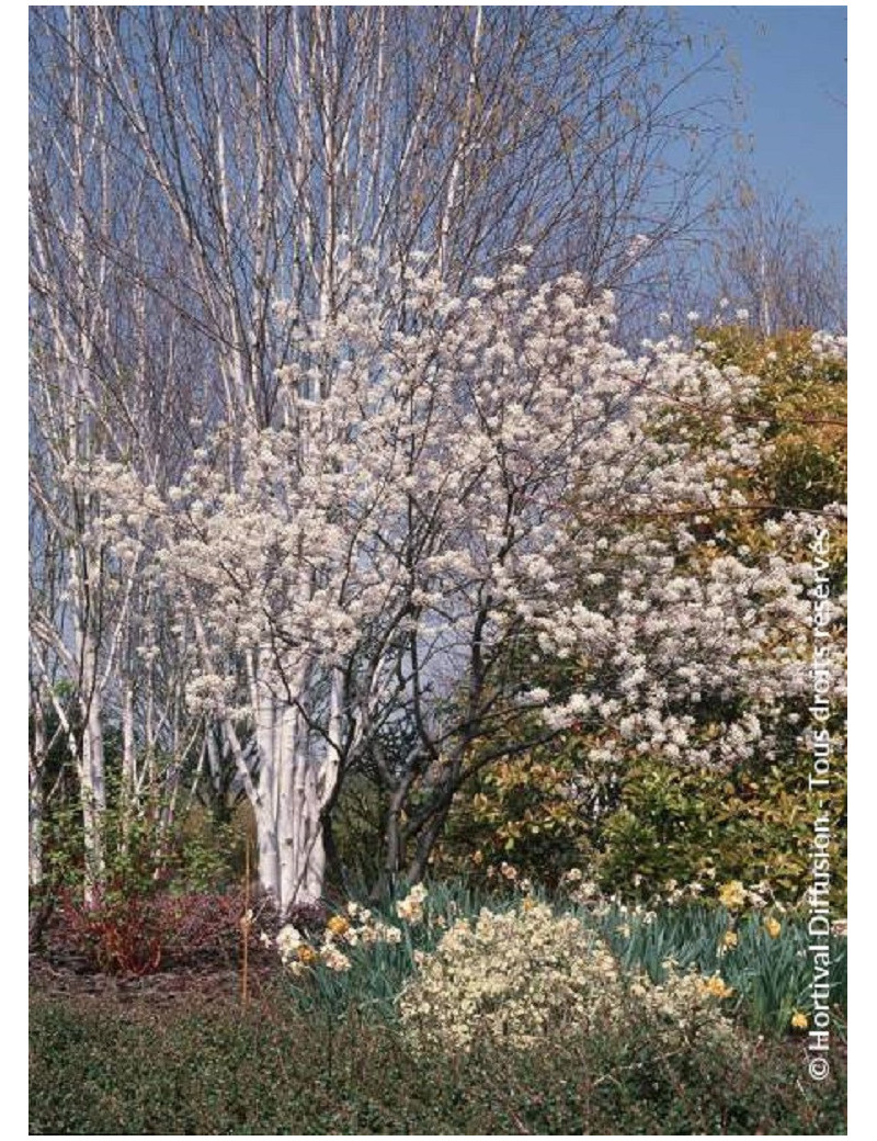 AMELANCHIER lamarckii (Amélanchier de Lamarck, néflier des rochers)