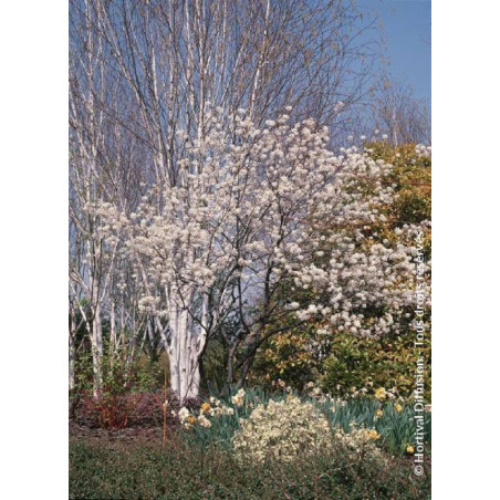 AMELANCHIER lamarckii (Amélanchier de Lamarck, néflier des rochers)